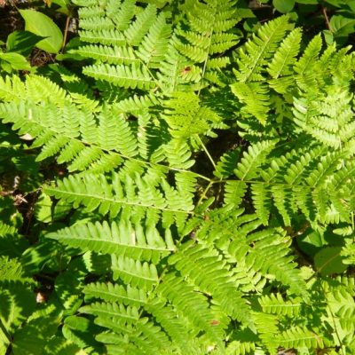Visit Whiteshell Fauna
